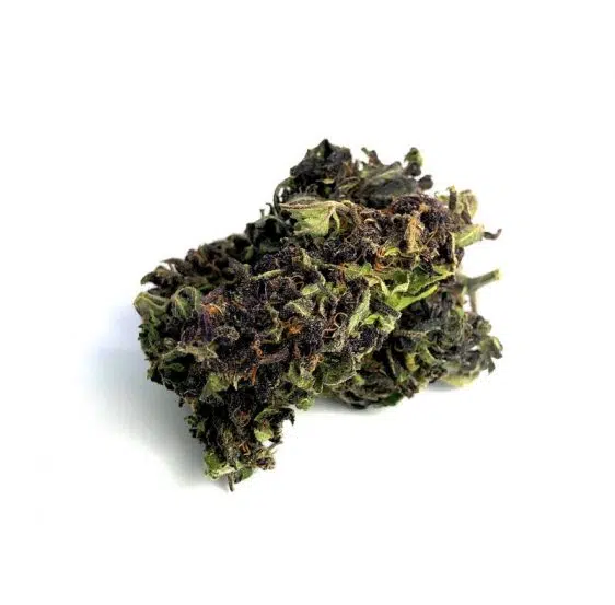 CBD-purple-haze-new-562x553.jpg.webp CBD Květy Purple Haze 1