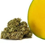 Mango Kush CBD květy Mango Kush CBD květy CBD-mango-kush 1 1