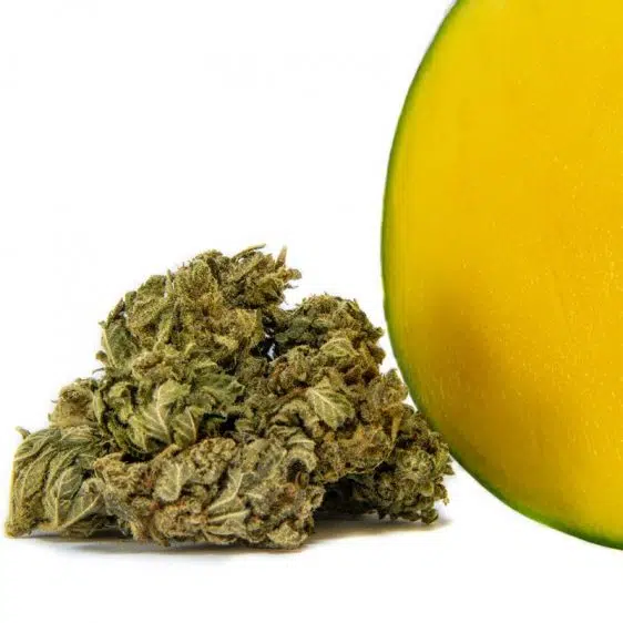 B009-000V-0.jpg Mango Kush CBD květy Mango Kush CBD květy CBD-mango-kush 1 1